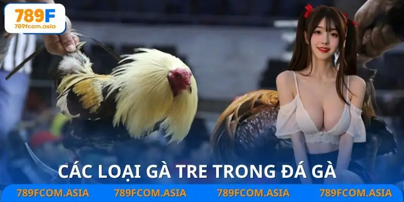 Các loại gà tre được sử dụng trong đấu kê